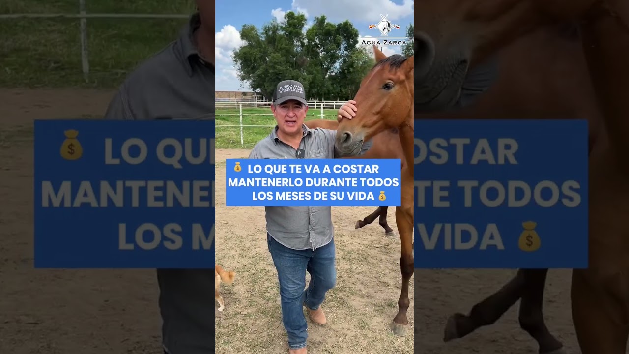 compra venta de caballos en tenerife