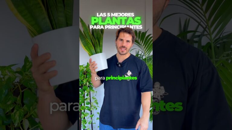 plantas de exterior que necesitan poca tierra