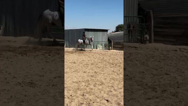 venta de caballos en ciudad real