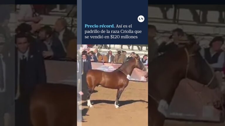 venta de caballos en huelva baratos