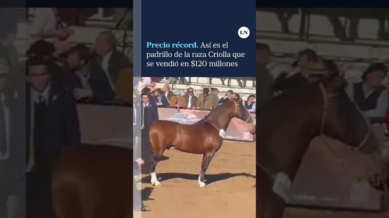 venta de caballos en huelva baratos