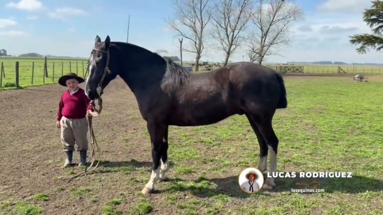 venta de caballos en la provincia de cadiz