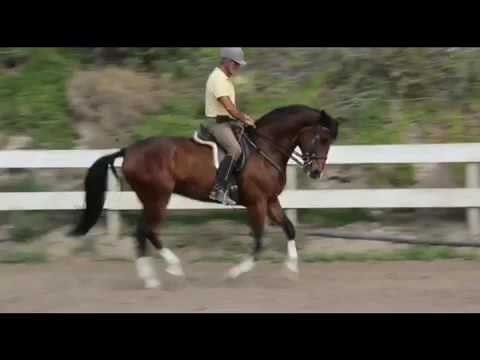 venta de caballos en las palmas de gran canaria
