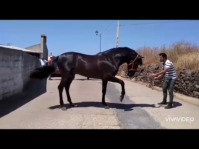 venta de caballos en zaragoza de particulares