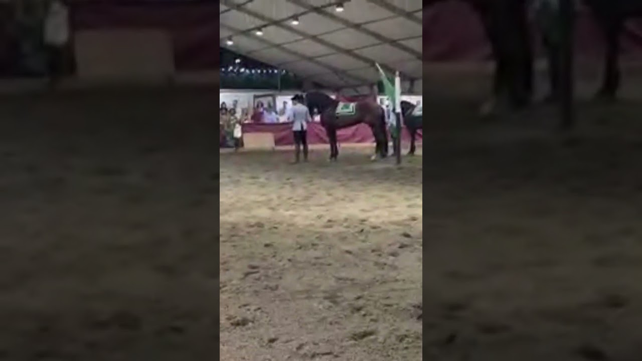 venta de caballos particulares en málaga